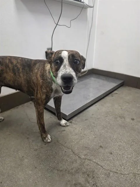 An adult medium-sized female Boxer dog named Nova for adoption in Tucson, AZ