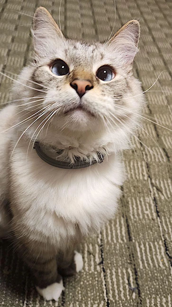 An adult medium-sized male Siamese cat named Beemo for adoption in Albemarle, NC