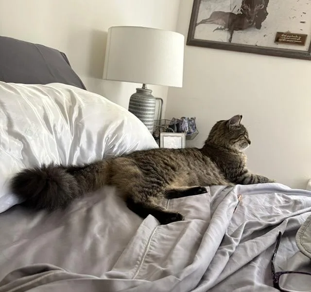 A young large-sized female Maine Coon cat named Tasha for adoption in Churchville, PA