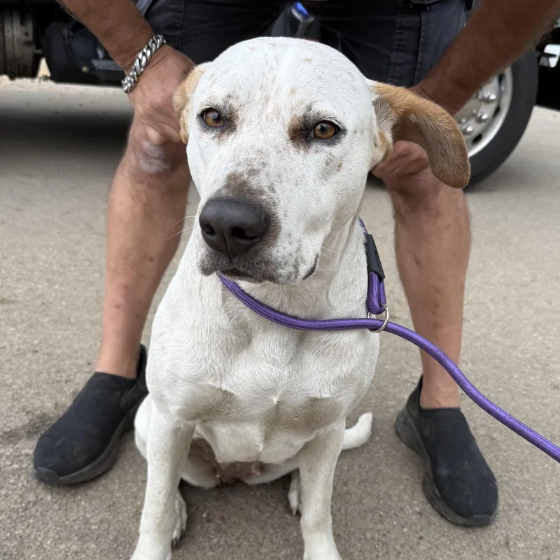 An adult medium-sized female Red / Chestnut / Orange Mixed Breed dog named Chili Dog for adoption in Columbia, SC