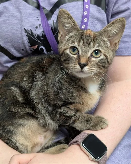 A baby small-sized female Domestic Short Hair cat named Camilla for adoption in Canfield, OH