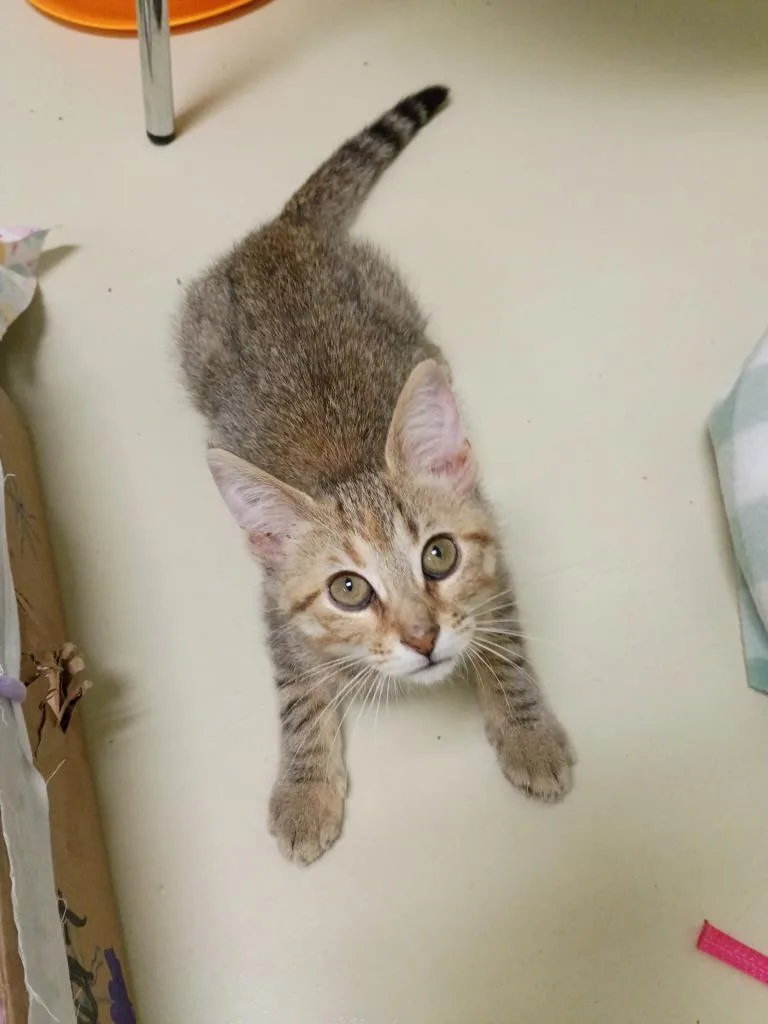 A baby medium-sized female Domestic Short Hair cat named Mallow for adoption in Hamilton, OH