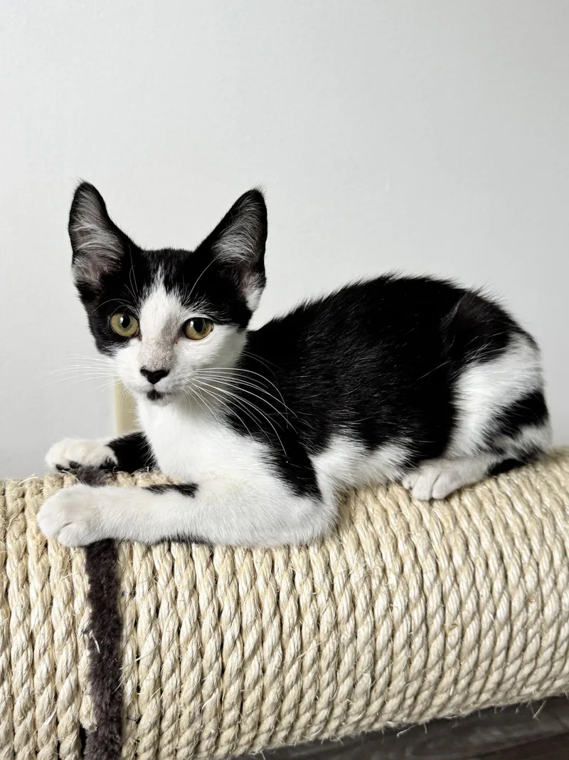 A baby medium-sized female Black & White / Tuxedo Tuxedo cat named Skyler for adoption in Georgetown, KY