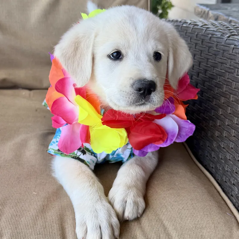 A baby large-sized male Great Pyrenees dog named Teddy Bear for adoption in Krum, TX