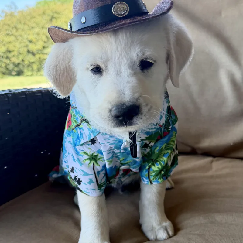 Teddy Bear thumbnail 2