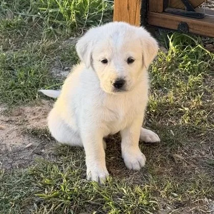 Teddy Bear thumbnail 3