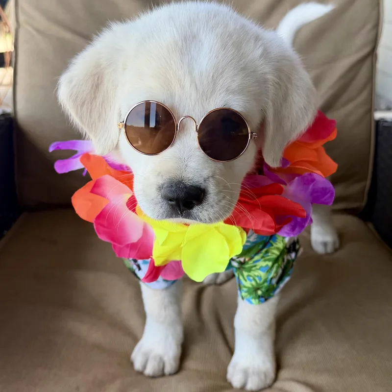 Teddy Bear thumbnail 4