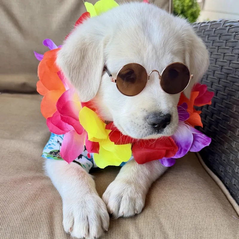 Teddy Bear thumbnail 5