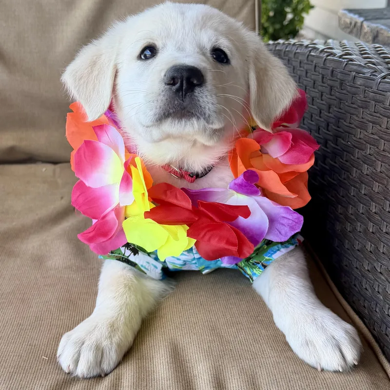 Teddy Bear thumbnail 6