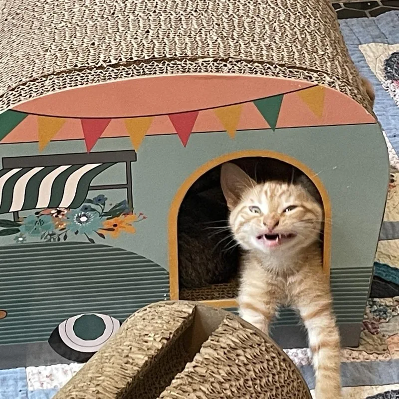A baby small-sized male Orange / Red Domestic Short Hair cat named Bluebell for adoption in Bloomington, IL