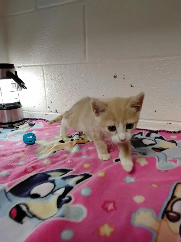 A baby small-sized female Domestic Short Hair cat named Akasha for adoption in Ada, OK