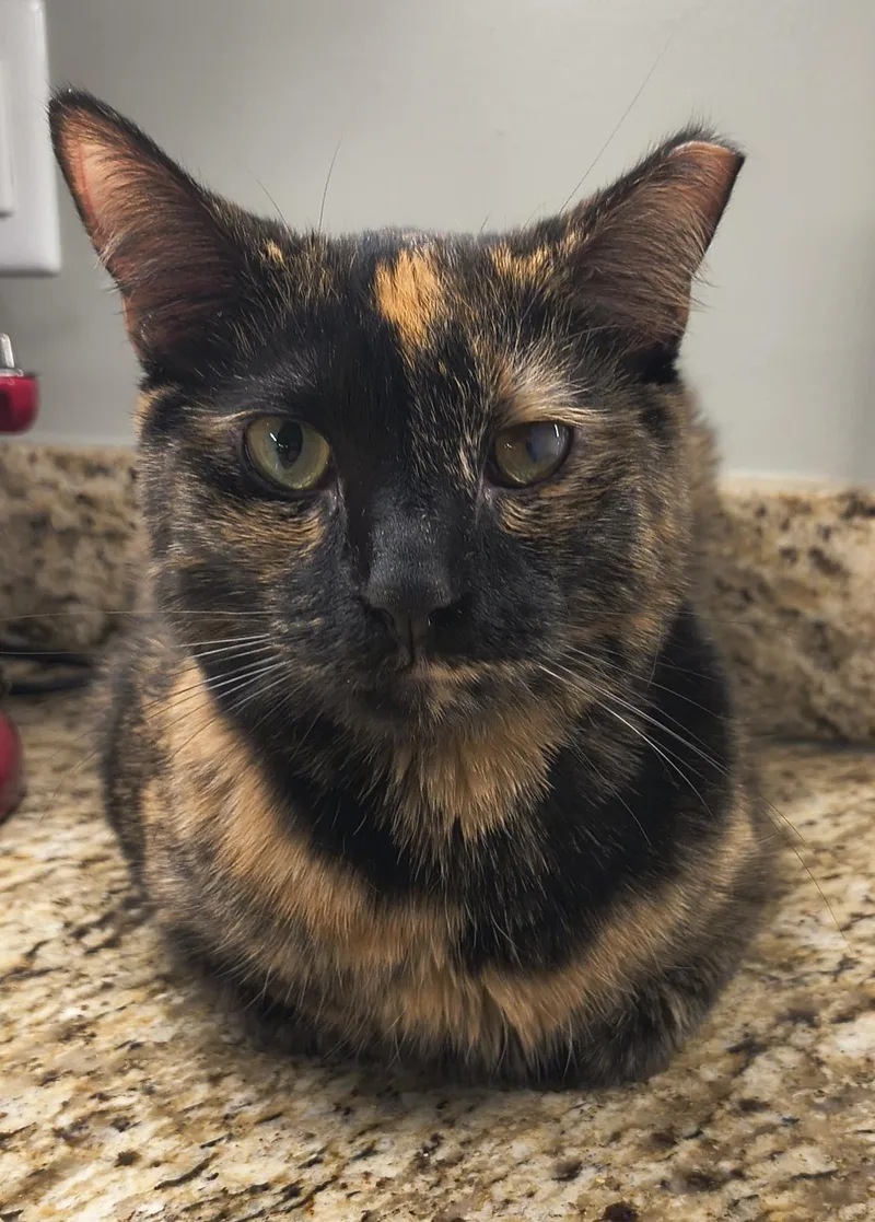 A young medium-sized female Tortoiseshell cat named Paige for adoption in Wyandotte, MI