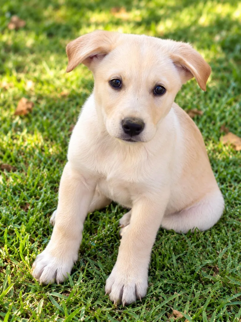 A young medium-sized male Golden Retriever dog named Captain America for adoption in Nashville, TN