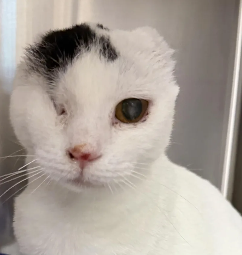 An adult medium-sized female Black & White / Tuxedo Domestic Short Hair cat named Stella Bella for adoption in Fernandina Beach, FL