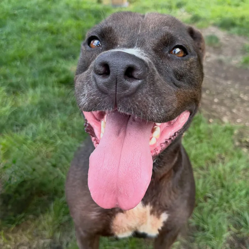A young medium-sized female Black Pit Bull Terrier dog named Nova Tag for adoption in Central Islip, NY