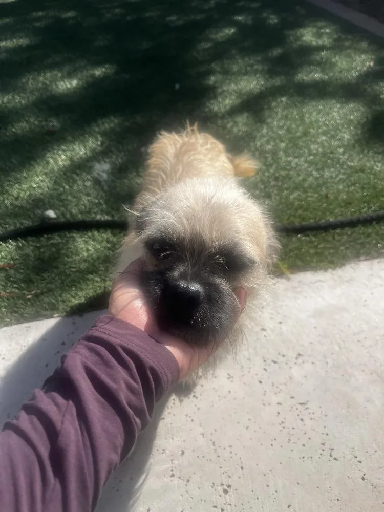 A young small-sized male Pug dog named Pete for adoption in Albuquerque, NM