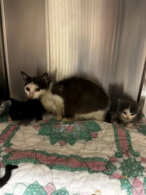 A young small-sized female Domestic Short Hair cat named Alice for adoption in Olivette, MO
