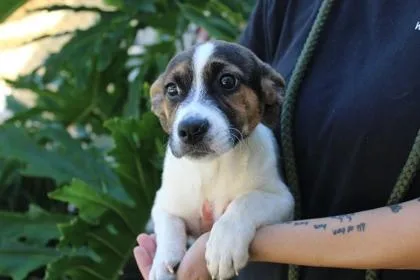 An adult medium-sized female Terrier dog named July for adoption in Brunswick, GA