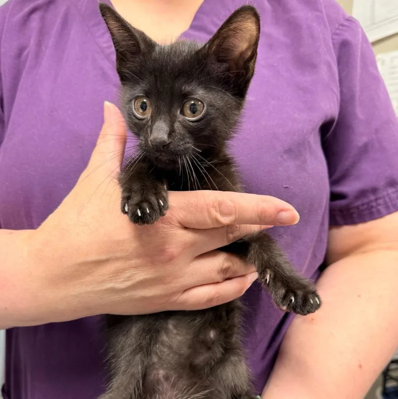 A baby small-sized male Domestic Short Hair cat named Ebb for adoption in Ewing, NJ