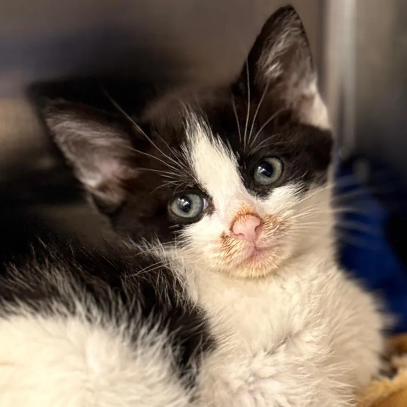 A baby small-sized female Domestic Short Hair cat named Masselie for adoption in Cumming, GA