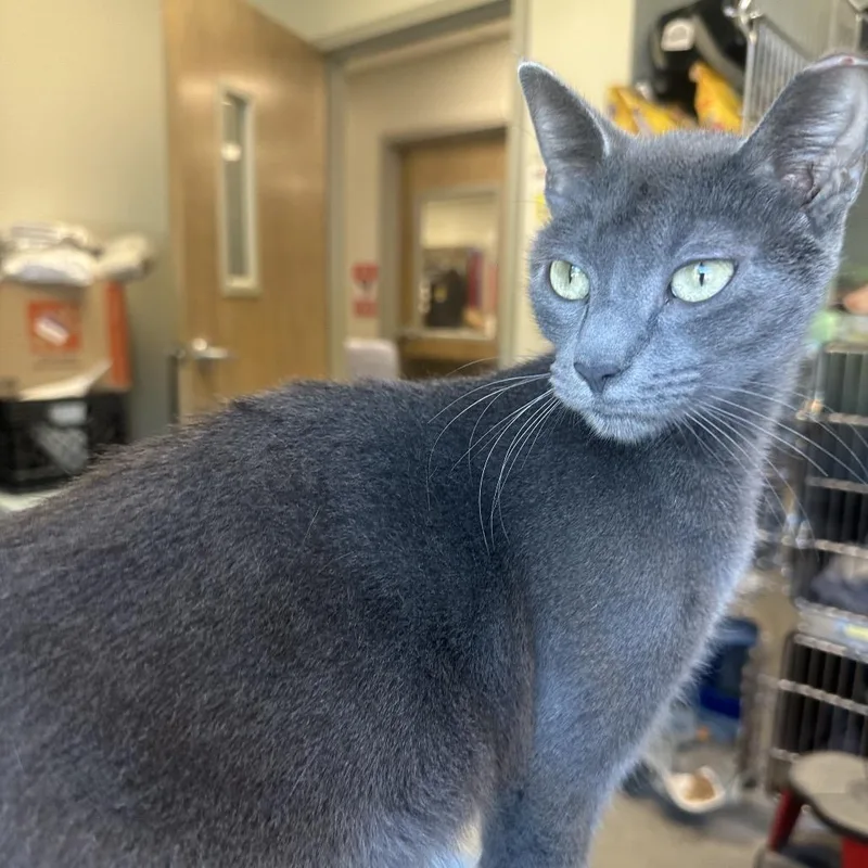 A young medium-sized female Gray / Blue / Silver Domestic Short Hair cat named Princessa for adoption in Columbia Station, OH