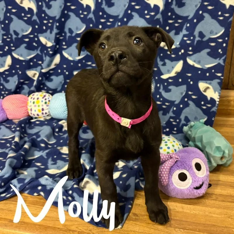 A baby large-sized female Mixed Breed dog named Molly for adoption in Hillsboro, OH