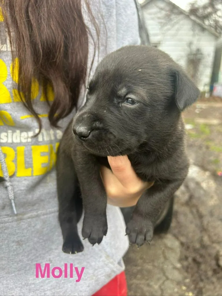 Molly thumbnail 2
