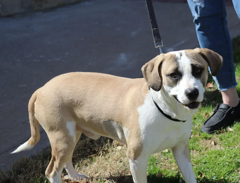 A young medium-sized male Yellow / Tan / Blond / Fawn Mixed Breed dog named Jasper Sa for adoption in Pflugerville, TX