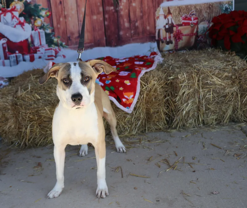 Jasper Sa thumbnail 4