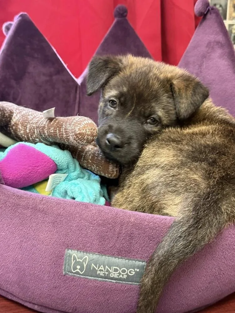 A baby large-sized male Brindle Mountain Cur dog named Sgt. Pepper for adoption in Godfrey, IL