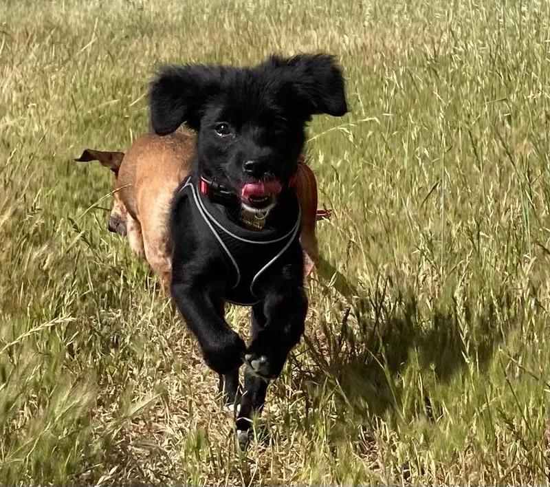 A baby small-sized female Black Chihuahua dog named Bingo for adoption in Emeryville, CA