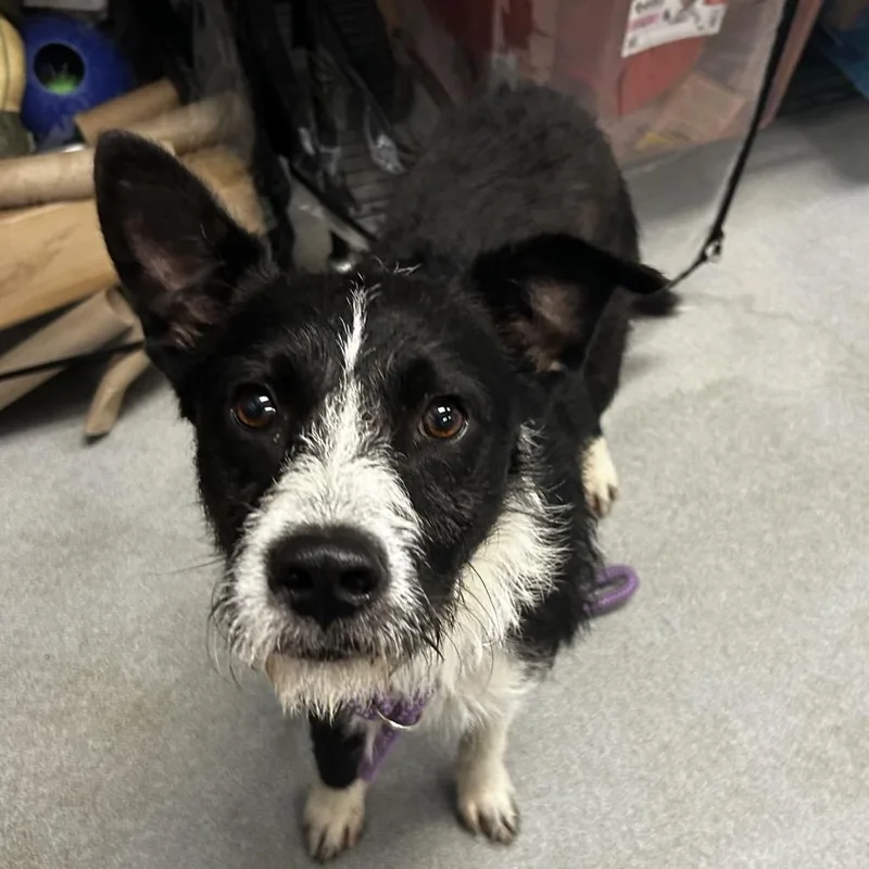 A young medium-sized male Black Mixed Breed dog named Kangaroo for adoption in Spruce Pine, NC