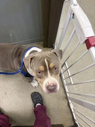 An adult medium-sized male American Bulldog dog named Ruckus for adoption in Palm Coast, FL