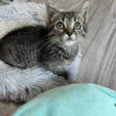 A baby medium-sized female Tabby (Gray / Blue / Silver) Domestic Short Hair cat named Corcova for adoption in Richmond, VA