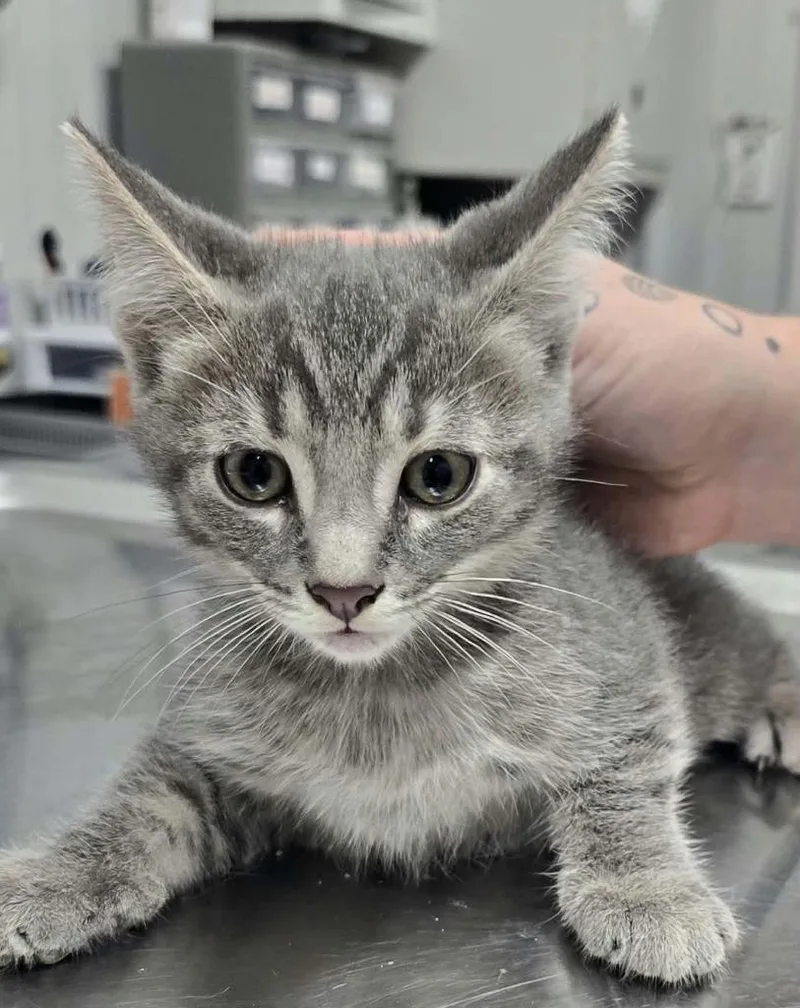 A baby medium-sized male Domestic Short Hair cat named Smokey for adoption in Hillsdale, IN