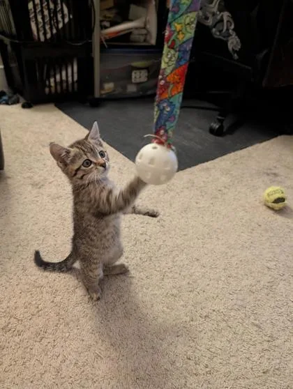 A baby medium-sized female Domestic Short Hair cat named Sierra for adoption in Pleasanton, CA