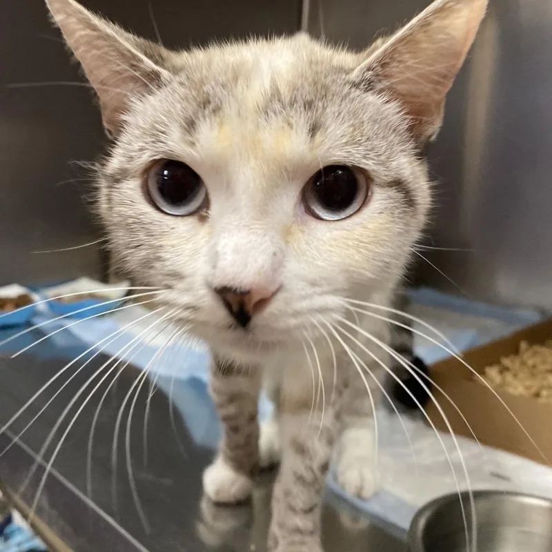 An adult medium-sized female Siamese cat named Neytiri for adoption in Westminster, CA