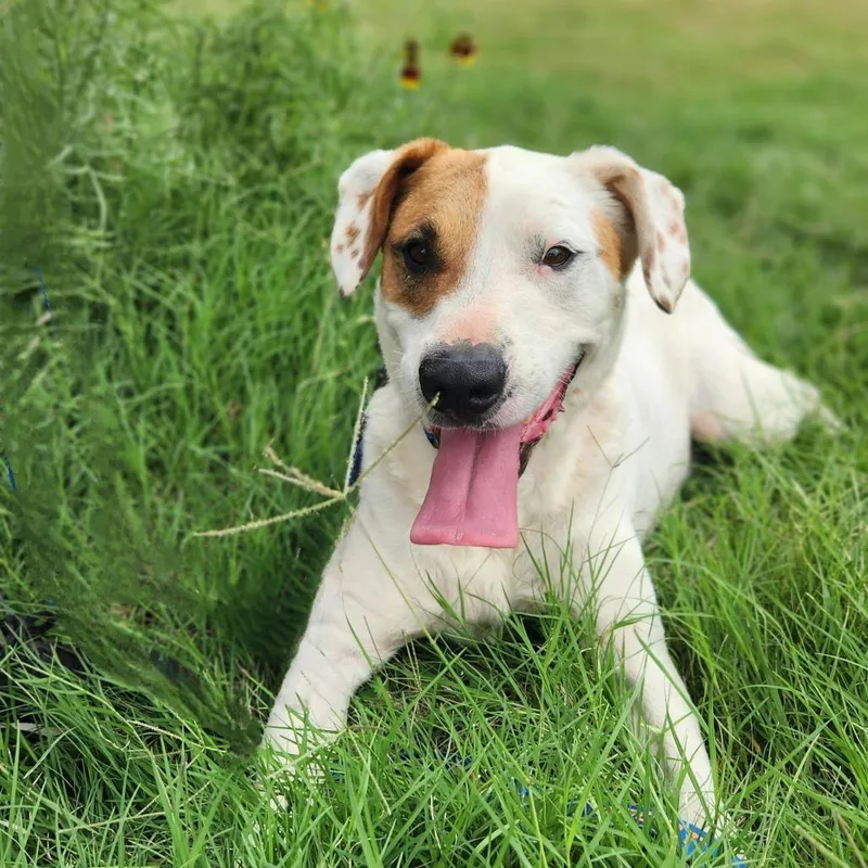 Wishbone Jum thumbnail 2