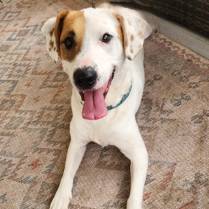 Wishbone Jum thumbnail 3