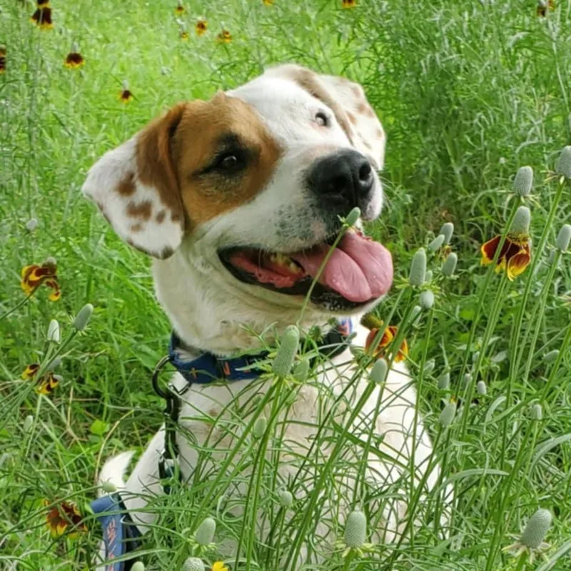 Wishbone Jum thumbnail 4