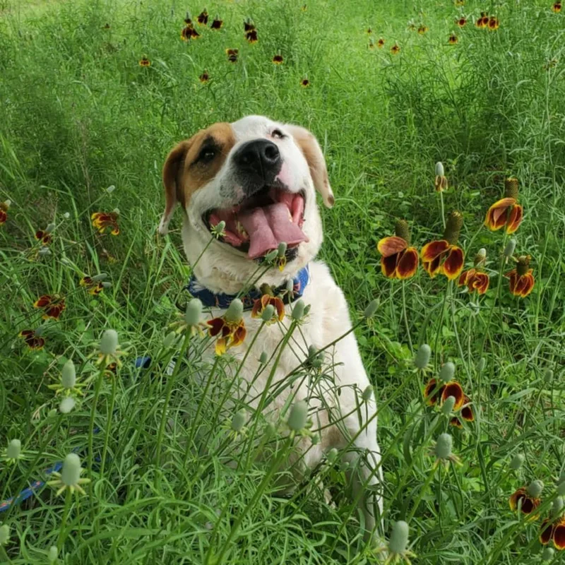 Wishbone Jum thumbnail 5