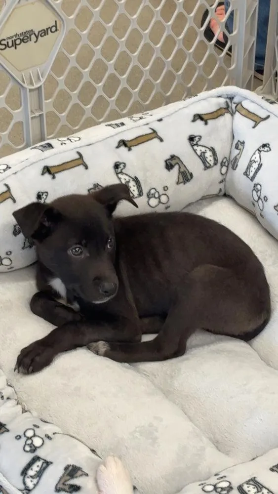 A baby small-sized male Tricolor (Brown, Black, & White) American Staffordshire Terrier dog named Herb for adoption in Wendell, NC