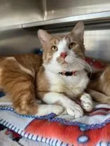 An adult medium-sized male Orange & White Domestic Short Hair cat named Chief Bogo for adoption in Manitowoc, WI