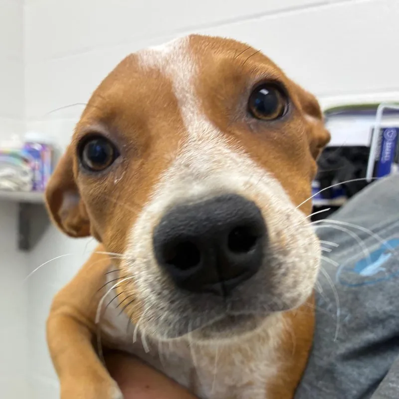 A young small-sized female Red / Chestnut / Orange Cattle Dog dog named Potato Chip for adoption in Corpus Christi, TX