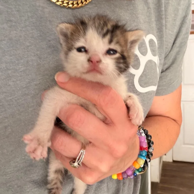A baby small-sized female Calico Domestic Short Hair cat named Snickers for adoption in Evensville, TN