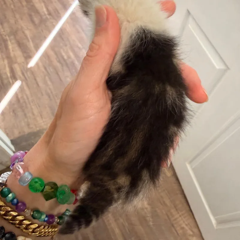 Snickers thumbnail 2