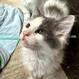A baby small-sized male Gray / Blue / Silver Domestic Long Hair cat named Minnow for adoption in Webster, TX
