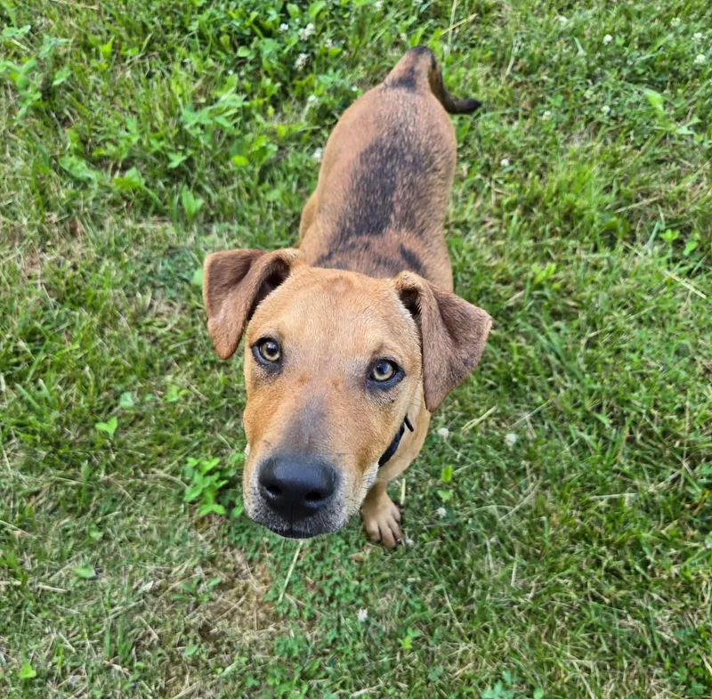 A baby medium-sized female Red / Chestnut / Orange Catahoula Leopard Dog dog named Iris for adoption in Piney Flats, TN