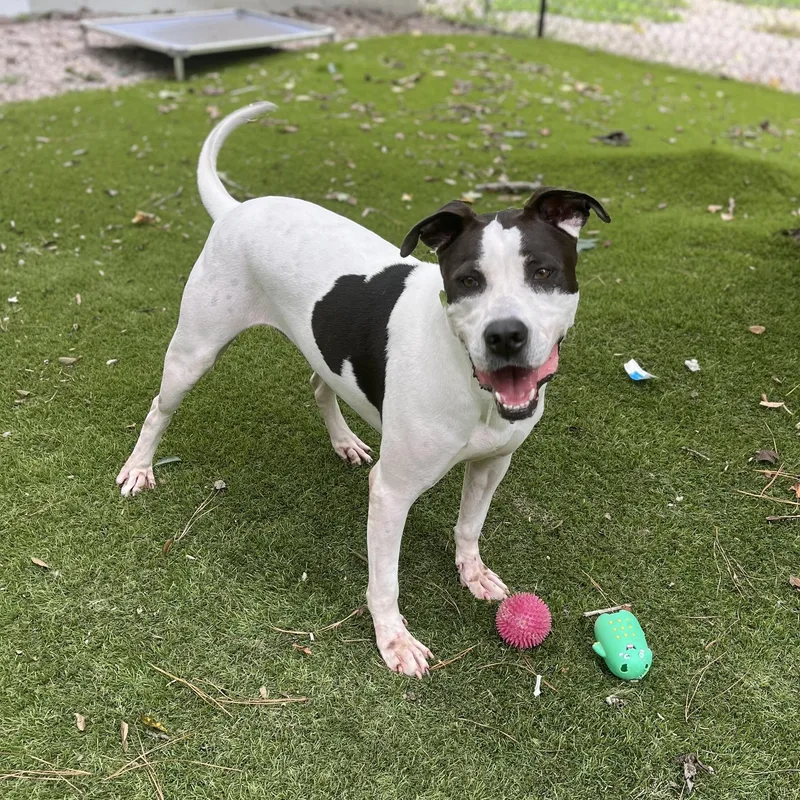 An adult large-sized male American Staffordshire Terrier dog named Lance for adoption in Magnolia, TX