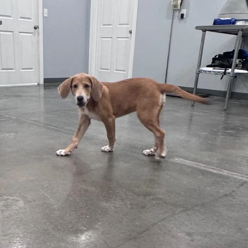 A baby medium-sized male Brindle Plott Hound dog named Willie for adoption in Fairmont, WV